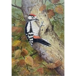 Richard Robjent (British 1937-): 'Great Spotted Woodpecker', watercolour signed, titled and dated 2000 verso 25cm x 18cm