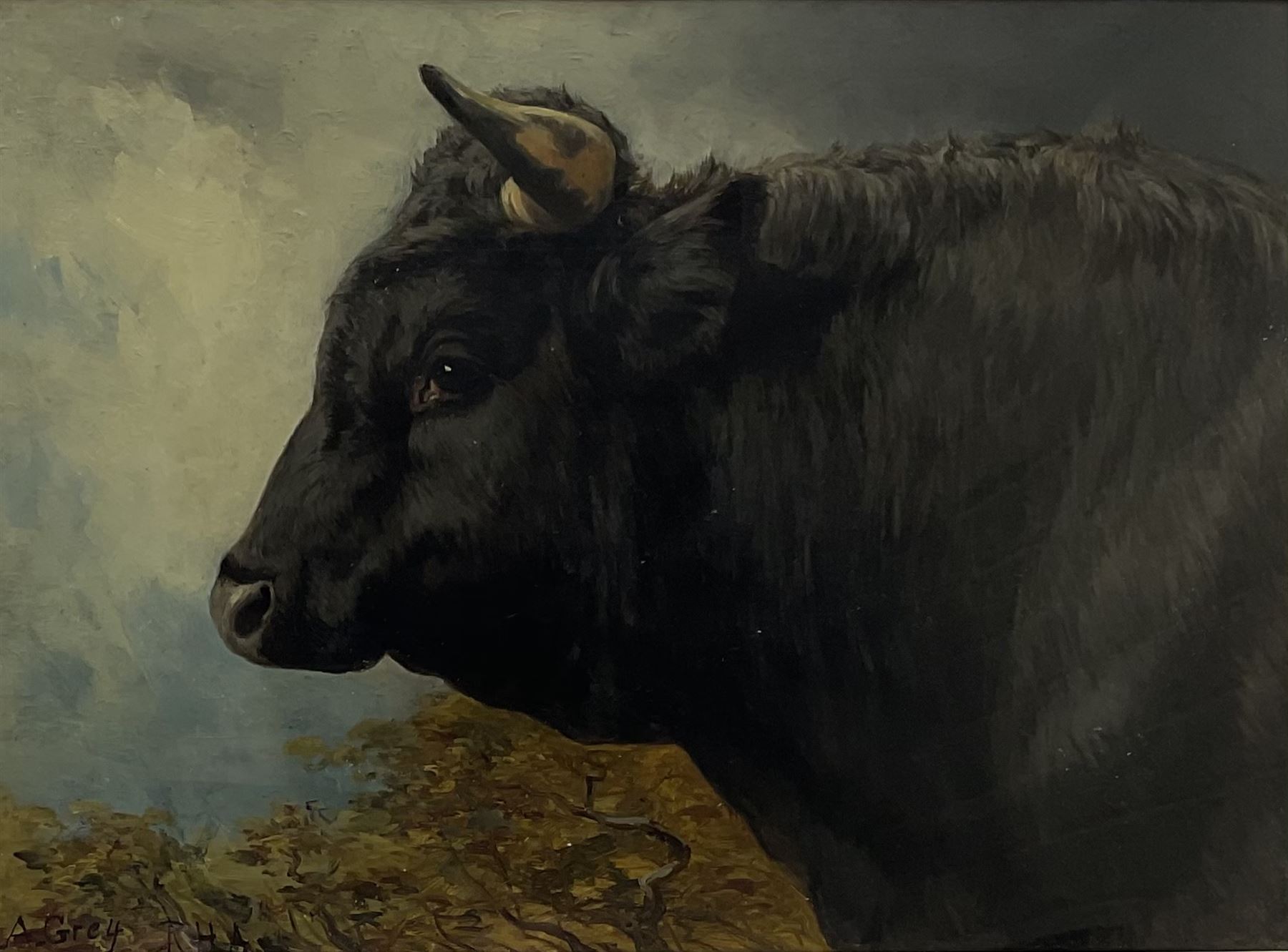 Alfred Grey ARHA (Irish 1845-1926): Study of a Bull's Head, oil on board signed 34cm x 47cm