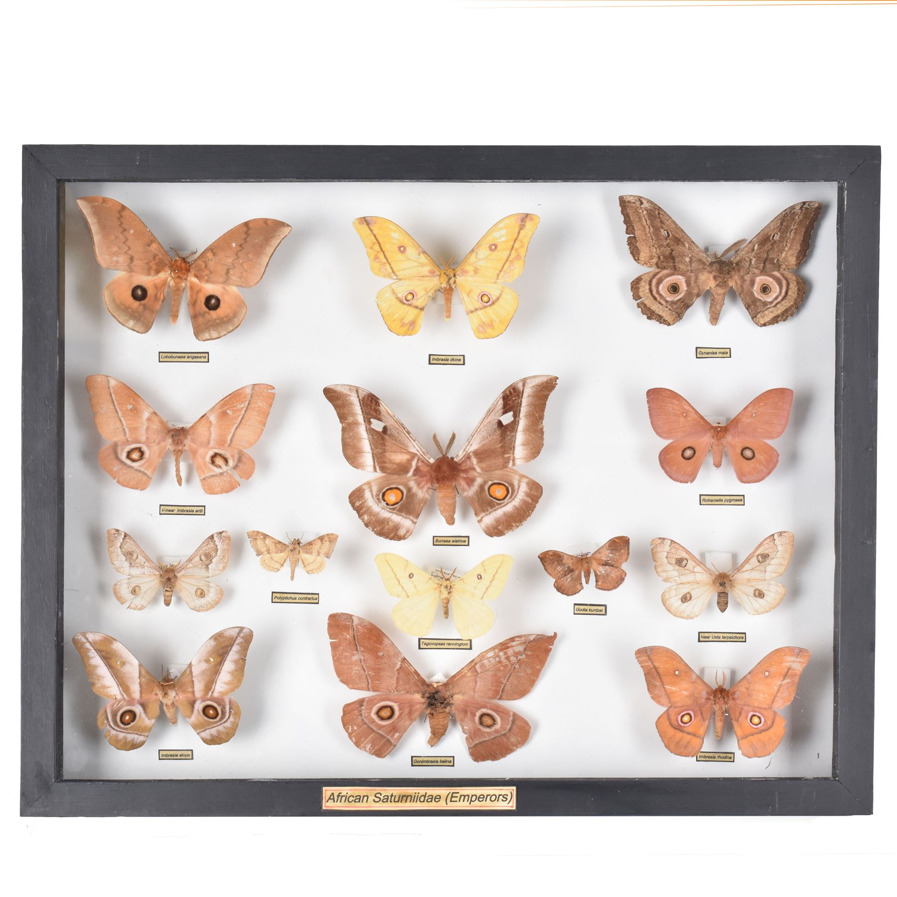 Entomology: Single glazed display of African Saturniidae (Emperors) moths, circa 20th century, single glazed display containing fourteen various specimens, some with attached data labels, all pinned upon foam backing and named labels, enclosed within a glazed ebonised display case, H39cm, L50cm