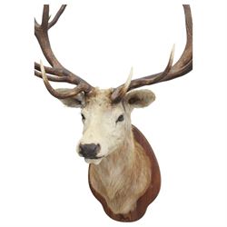 Taxidermy: Monarch Red Deer (Cervus elaphus), a large monarch stag shoulder mount looking straight ahead, 18 points (9+9), mounted upon a shaped oak shield