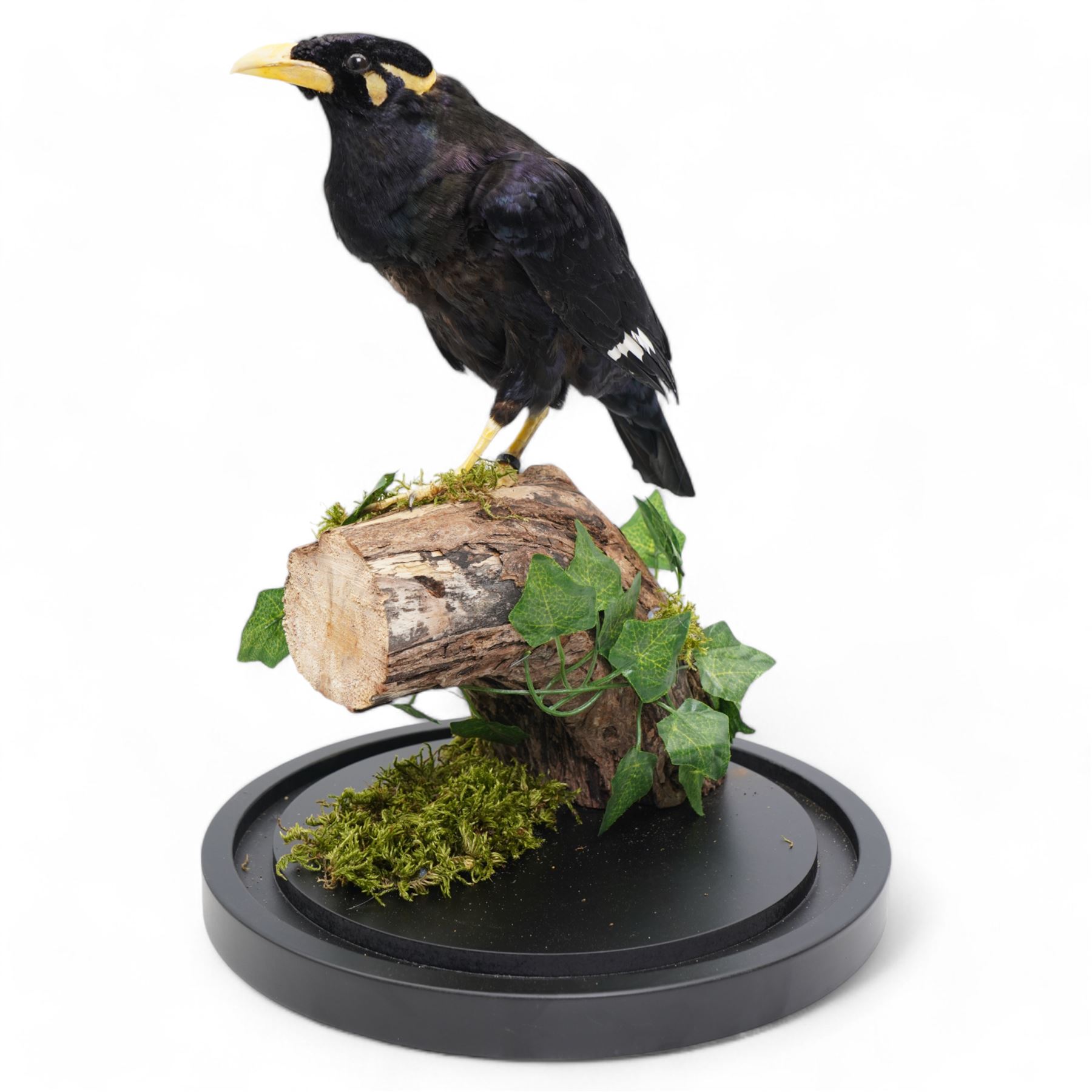 Taxidermy - Common Hill Myna (Gracula Religiosa), full adult male mount upon a tree stump, enclosed within a glass dome H40cm - UK Sale only