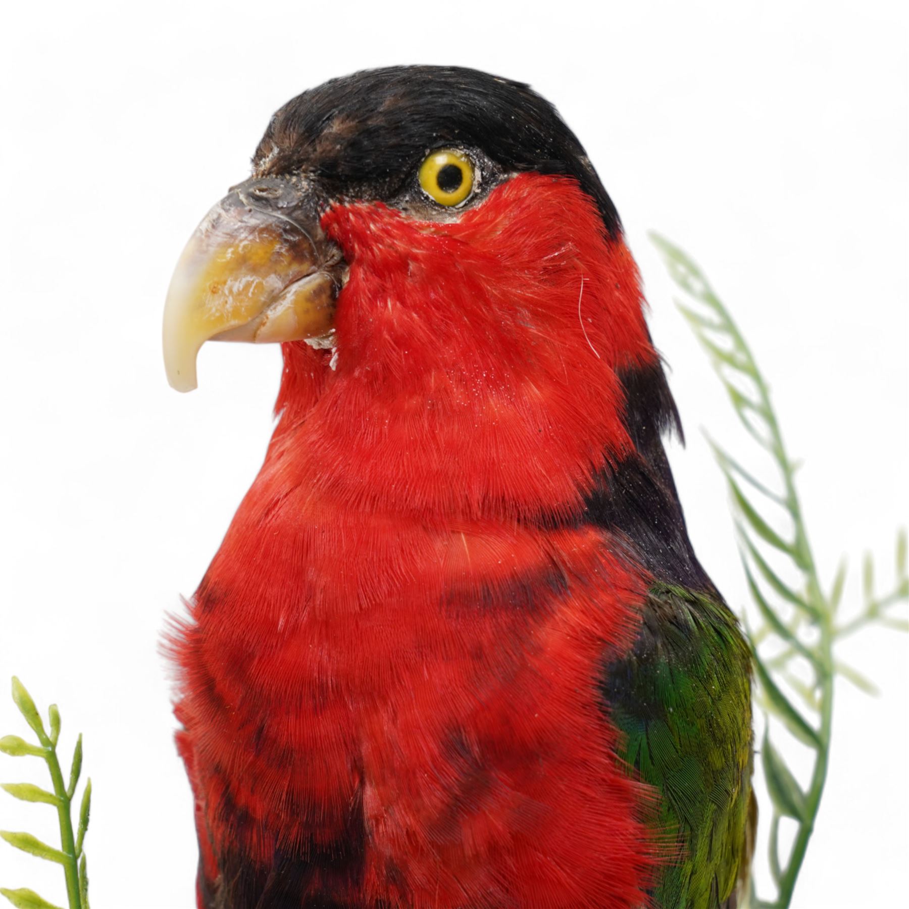 Taxidermy - Black-Capped Lory (Lorius Lory), full adult mount on branch in naturalistic setting by Gary Knight Taxidermy, enclosed within glass dome H40cm - UK Sale only 