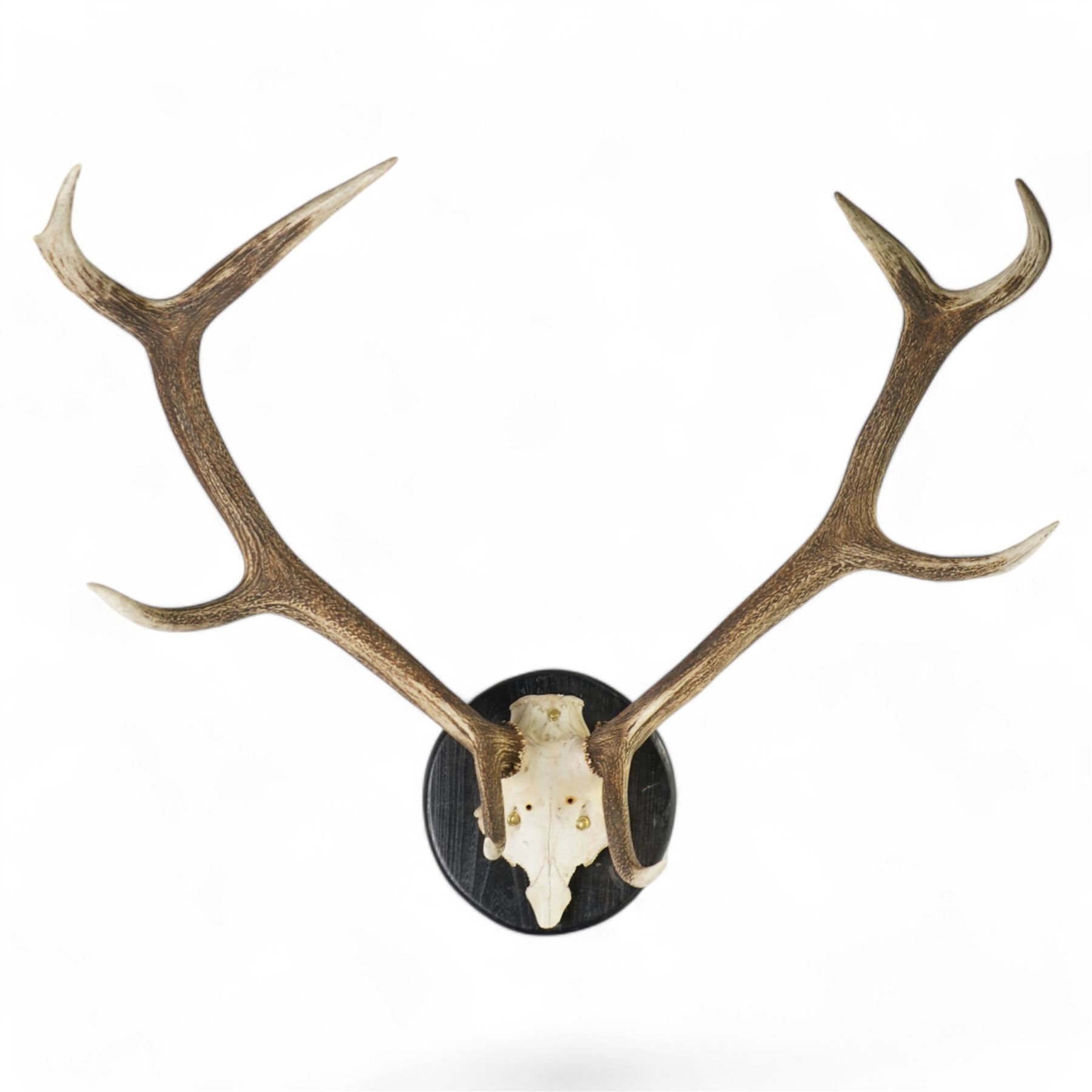 Antlers/horns: Set of Elk (Cervus Canadensis) antlers upon partial skull, mounted upon an ebonised circular wooden plaque, D104cm