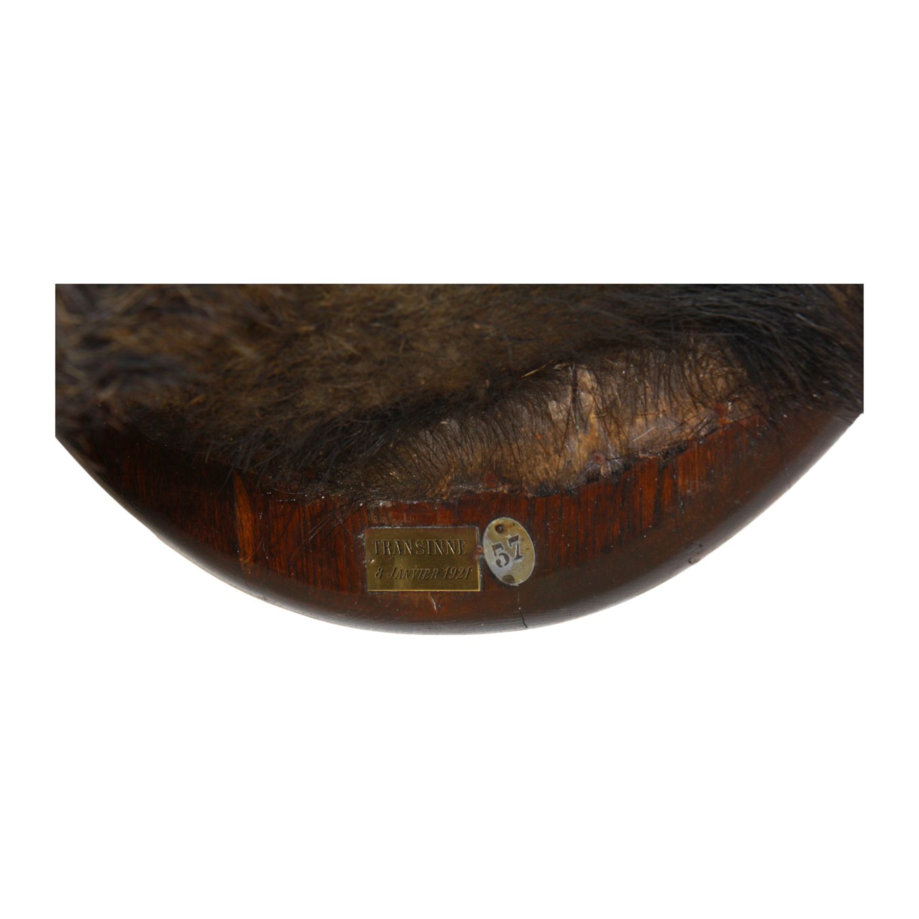 Taxidermy: European Wild Boar (Sus scrofa), adult male shoulder mount looking straight ahead mouth agape, mounted upon a wooden shield, the shield with brass plaque engraved Transinne 1921, H64cm