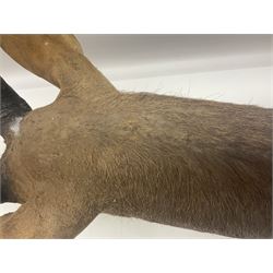 Taxidermy: Cape Bushbuck (Tragelaphus sylvaticus), an adult shoulder mount looking straight ahead, H80cm