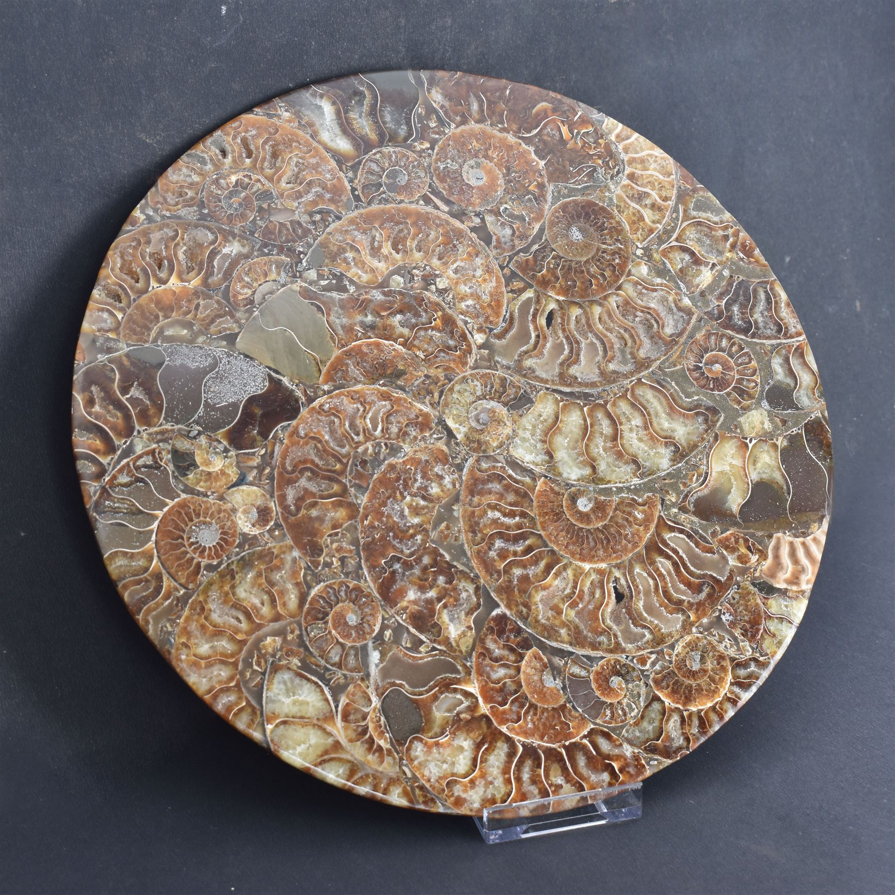 Polished ammonite plate, formed of individual ammonites age; Jurassic period, D27cm