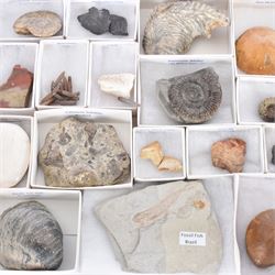 Collection of seventeen various fossils, including alethopteris fern, Whitby ammonite, crow shark teeth, sea lilly etc 