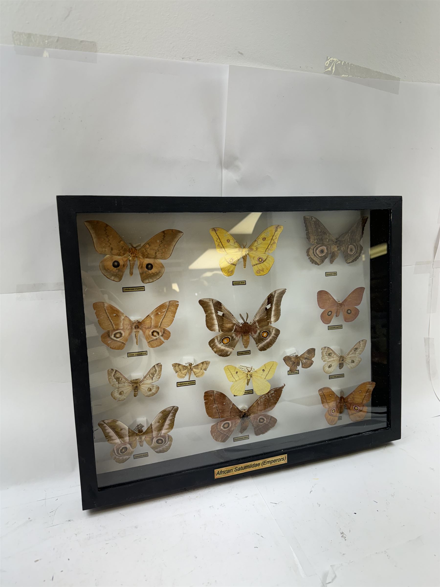 Entomology: Single glazed display of African Saturniidae (Emperors) moths, circa 20th century, single glazed display containing fourteen various specimens, some with attached data labels, all pinned upon foam backing and named labels, enclosed within a glazed ebonised display case, H39cm, L50cm