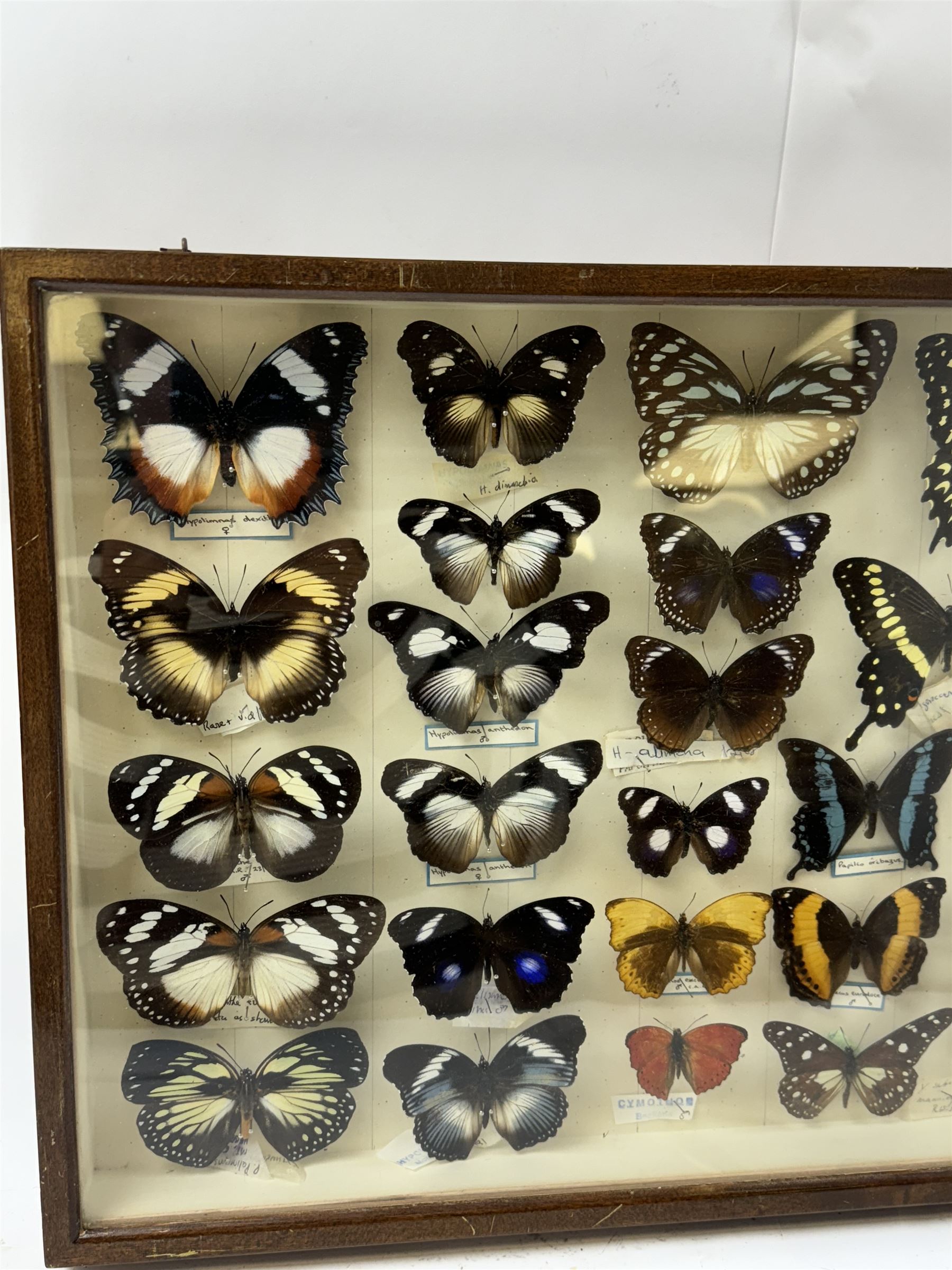 Entomology: Single glazed display of African butterflies, circa 20th century, single glazed display containing twenty six various specimens, many with attached data labels and name labels, all pinned upon foam backing, enclosed within a glazed entomology drawer, makers label to verso 'Product of J.J Hill & Son, London N.W.10' H35cm, L45cm