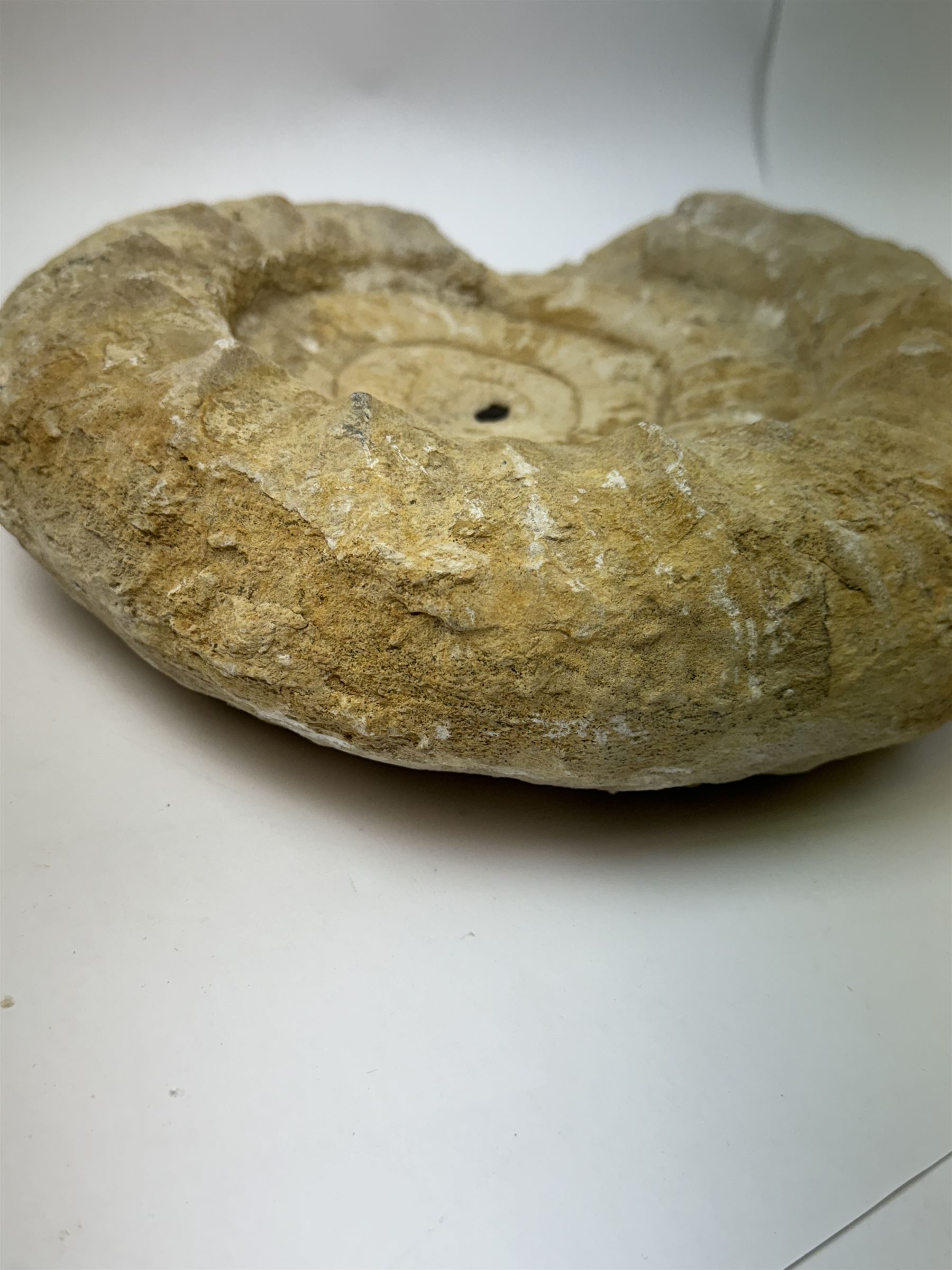 Large ammonite fossil, age; Cretaceous period, location; Morocco, W27cm