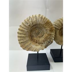 Pair of large ammonite fossil, mounted upon a rectangular wooden base, age; Cretaceous period, location; Morocco, H37cm