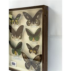 Entomology: Single glazed display of Birdwing (Ornithoptera) butterflies, circa 20th century, single glazed display containing seven various specimens, including Cape York birdwing (Ornithoptera priamus), Rothschild's birdwing (ornithoptera rothschildi), some with attached data labels and name labels, all pinned upon foam backing, enclosed within a glazed entomology drawer, makers label to verso 'Product of J.J Hill & Son, London N.W.10', H45cm, L35cm