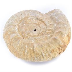 Large ammonite fossil, age; Cretaceous period, location; Morocco, W27cm