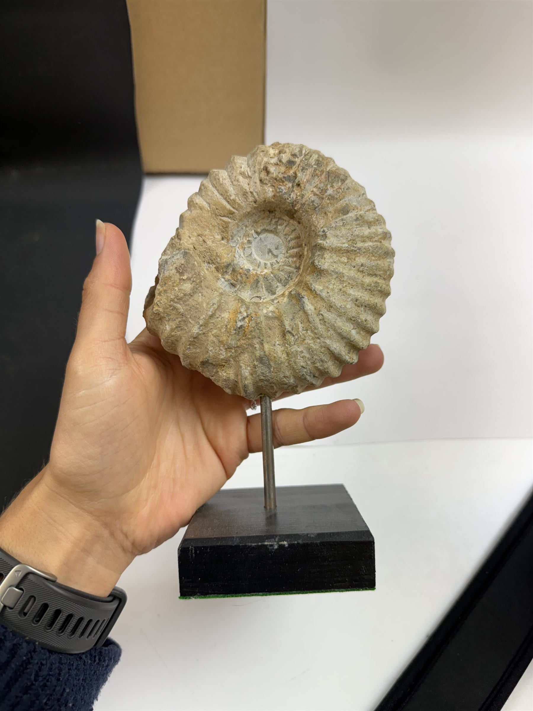 Ammonite fossil, mounted upon a rectangular wooden base, age; Cretaceous period, location; Morocco, H18cm