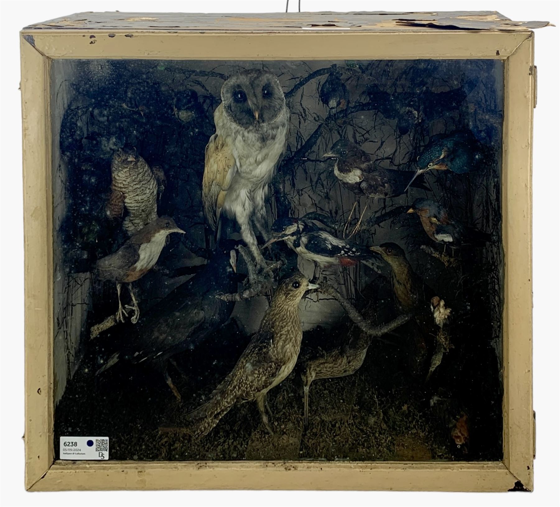 Taxidermy: Late 19th/early 20th century cased display of British and exotic birds, including Barn Owl, Common Woodpecker, White Throated Dipper, Kingfisher, Finches, Humming birds, etc, full mounts perched on branches, in a hinged display case. H61cm, W66cm, D25cm