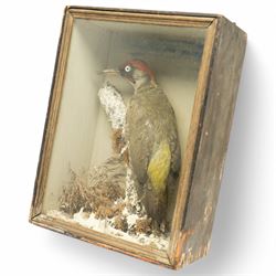 Taxidermy: European Green Woodpecker (Picus Viridis), full adult male mount upon a branch ...