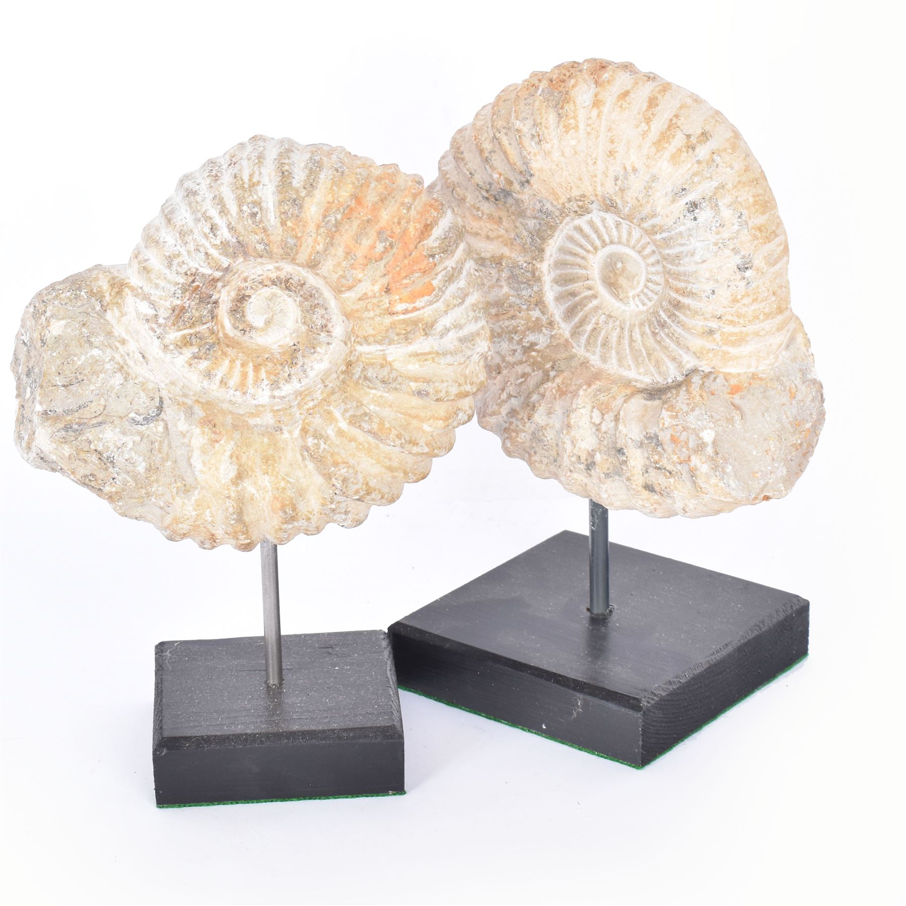 Pair of ammonite fossils, each individually mounted upon a rectangular wooden base, age; Cretaceous period, location; Morocco, H20cm