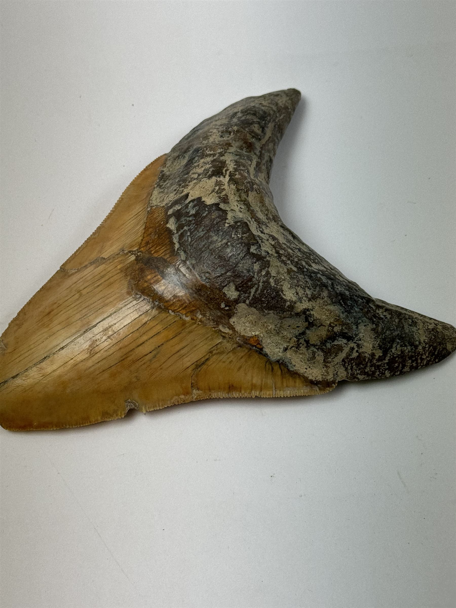 Large Megalodon (Otodus Megalodon) tooth fossil, with fine serrations, age; Miocene period location; Java, Indonisia, H11cm, W9.5cm 
Notes; Believed to have grown as large as 18 metres, the Megalodon was the largest shark and one of the most dominant marine predators ever to have existed. It roamed the ancient seas for around 20 million years until their extinction around 3.6 million years ago. Megalodon teeth vary in colour and ton. influenced and coloured over the millennia by the conditions in which they are preserved