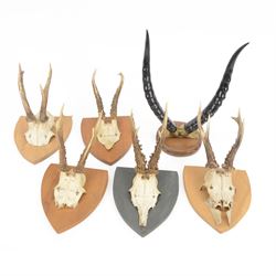 Antlers/Horns: five pairs of Roe deer horns (Capreolus capreolus) upon wooden shields, tog...