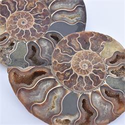 Pair of Cleoniceras ammonite fossil slices, with polished finish, age: Cretaceous period, location: Madagascar, D12cm