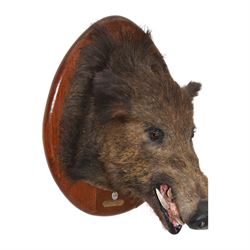 Taxidermy: European Wild Boar (Sus scrofa), adult male shoulder mount looking straight ahead mouth agape, mounted upon a wooden shield, the shield with brass plaque engraved Herbeumont (Tete ma Bourique) 19 Nov 1901, H66cm