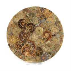 Polished ammonite plate, formed of individual ammonites age; Jurassic period, D20cm