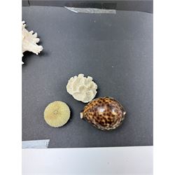 Conchology: two large pieces of coral, three sea urchin shells, conch shells, and others 