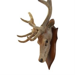 Taxidermy; Red Deer (Cervus elaphus), adult male, the antlers 'in velvet', upon a wooden shield, H85cm