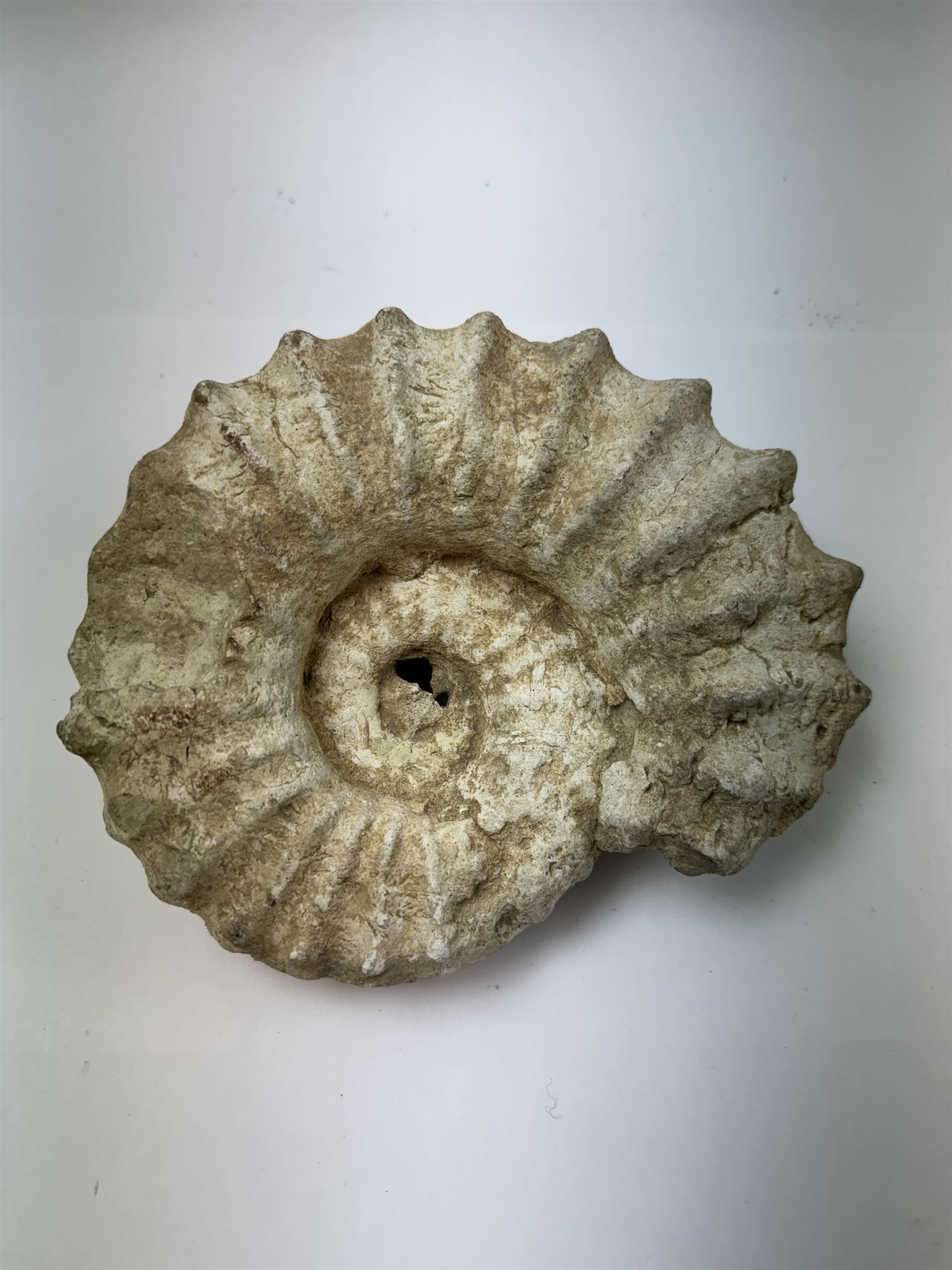 Ammonite fossil, age; Cretaceous period, location; Morocco, W20cm