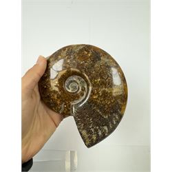 Two Cleoniceras ammonite fossils, with polished finish, age: Cretaceous period, location: Madagascar, D14cm