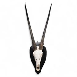 Antlers/horns: Pair of Oryx Gemsbok (Oryx Gazella) horns upon partial skull, mounted upon ...