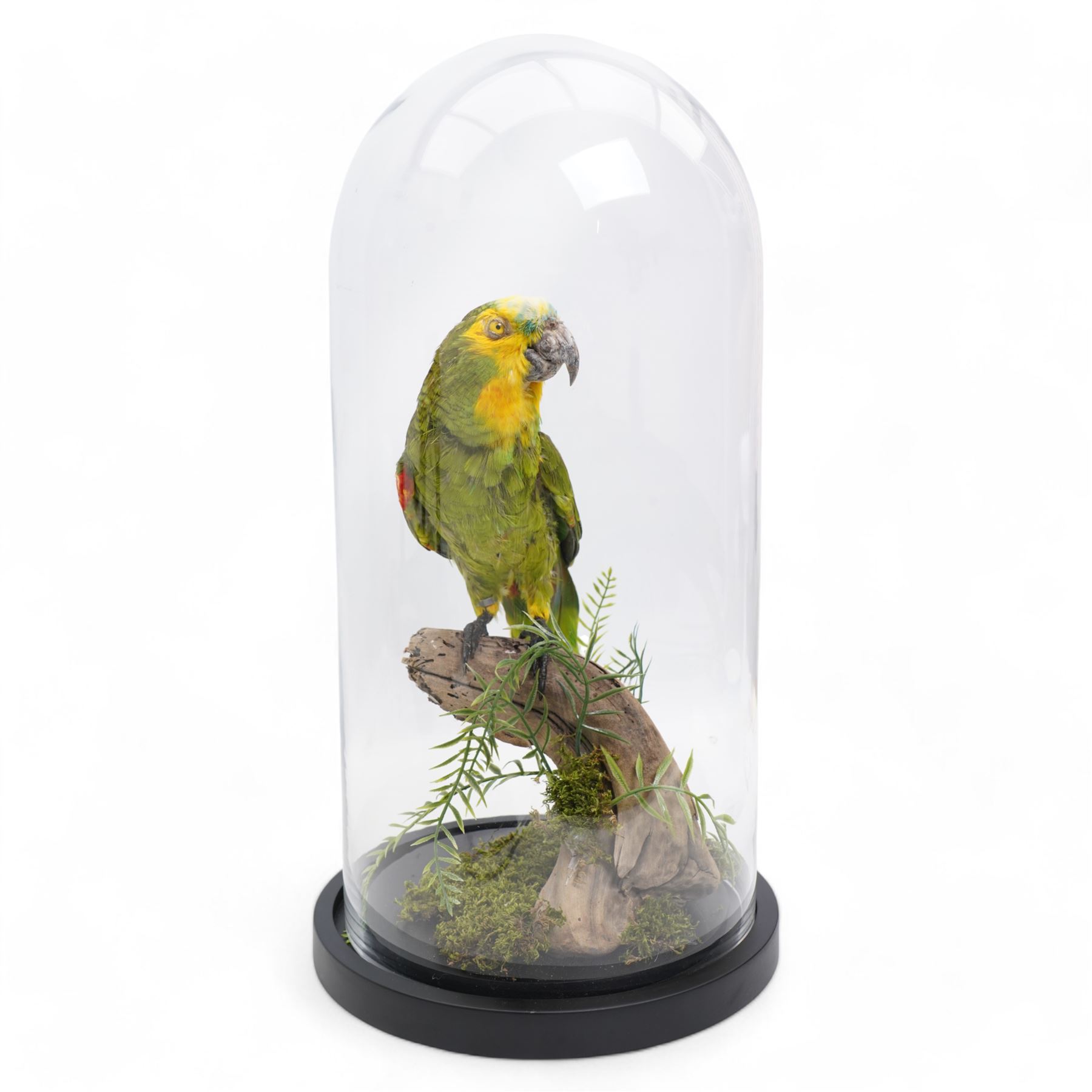 Taxidermy - Orange-Winged Amazon (Amazona Amazonica), full adult mount upon branch in naturalistic setting, enclosed within glass dome H52cm - UK Sale only 