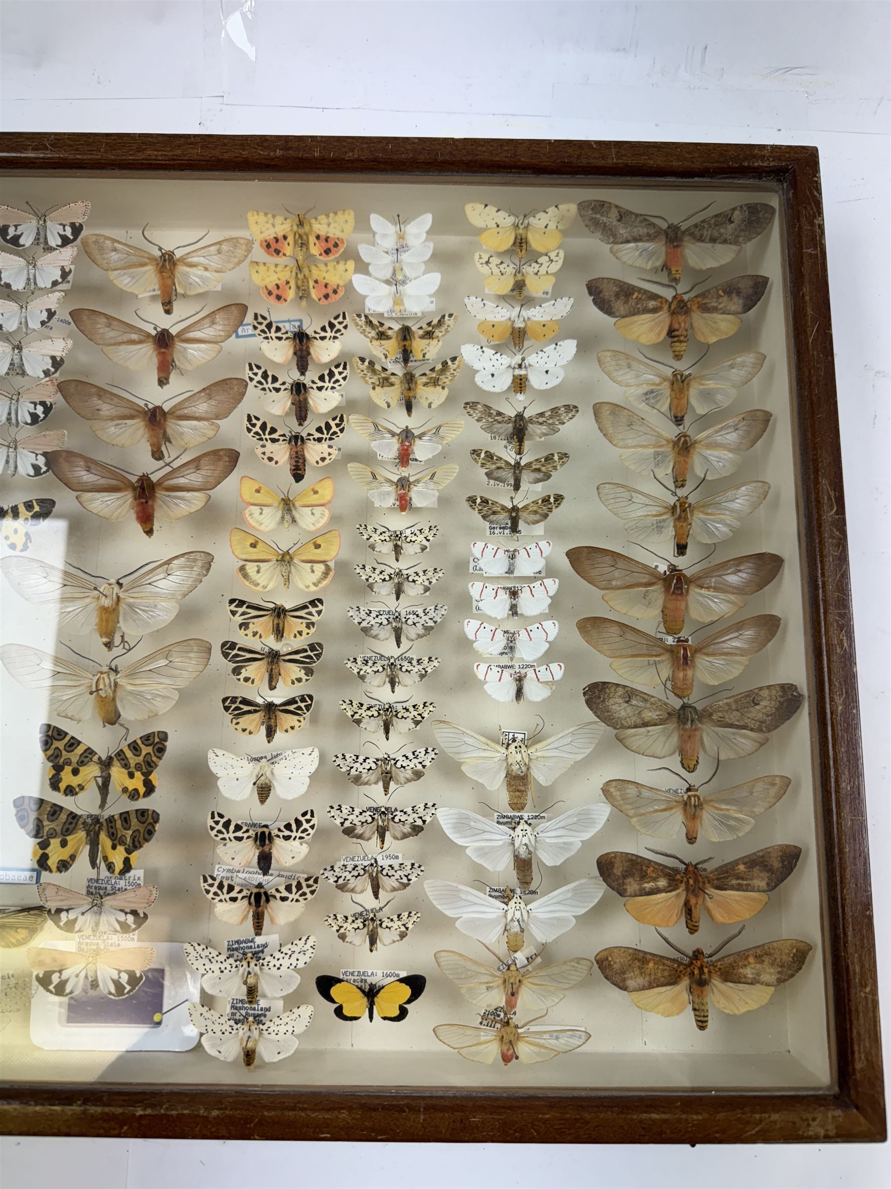 Entomology: Single glazed display of moths, circa 20th century, single glazed display containing one hundred and twenty two various specimens, mainly Arctidae (Tiger) moths, with attached data labels, all pinned upon foam backing and named labels, enclosed within a glazed entomology drawer,  H35cm, L45cm