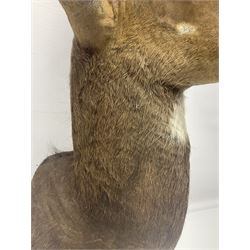 Taxidermy: Cape Bushbuck (Tragelaphus sylvaticus), an adult shoulder mount looking straight ahead, H80cm