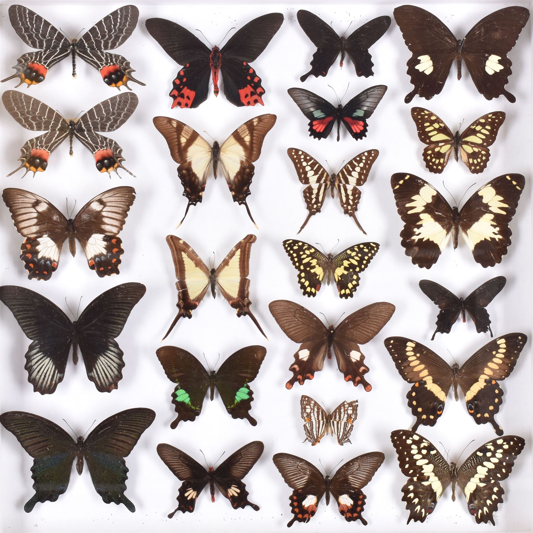 Entomology: Single glazed display of butterflies, circa 20th century, single glazed display containing twenty three various specimens, some with attached data labels, all pinned upon foam backing and named labels, enclosed within a glazed entomology drawer, H46cm, W46cm