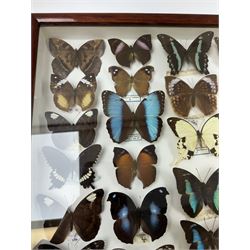 Entomology: Single glazed display of butterflies, circa 20th century, single glazed display containing thirty six various specimens, some with attached data labels, all pinned upon foam backing and named labels, enclosed within a glazed entomology drawer, H46cm, W46cm