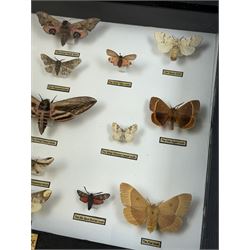 Entomology: Single glazed display of Moths of the British Isles, circa 20th century, single glazed display containing seventeen various specimens, including Privet Hawk moth, Eyed Hawk moth, Fox moth, some with attached data labels, all pinned upon foam backing and named labels, enclosed within a glazed ebonised display case, H28cm, L39cm