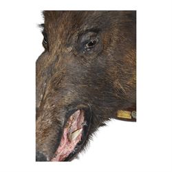 Taxidermy: European Wild Boar (Sus scrofa), adult male shoulder mount looking straight ahead mouth agape, mounted upon a wooden shield, the shield with brass plaque engraved Transinne 1921, H64cm