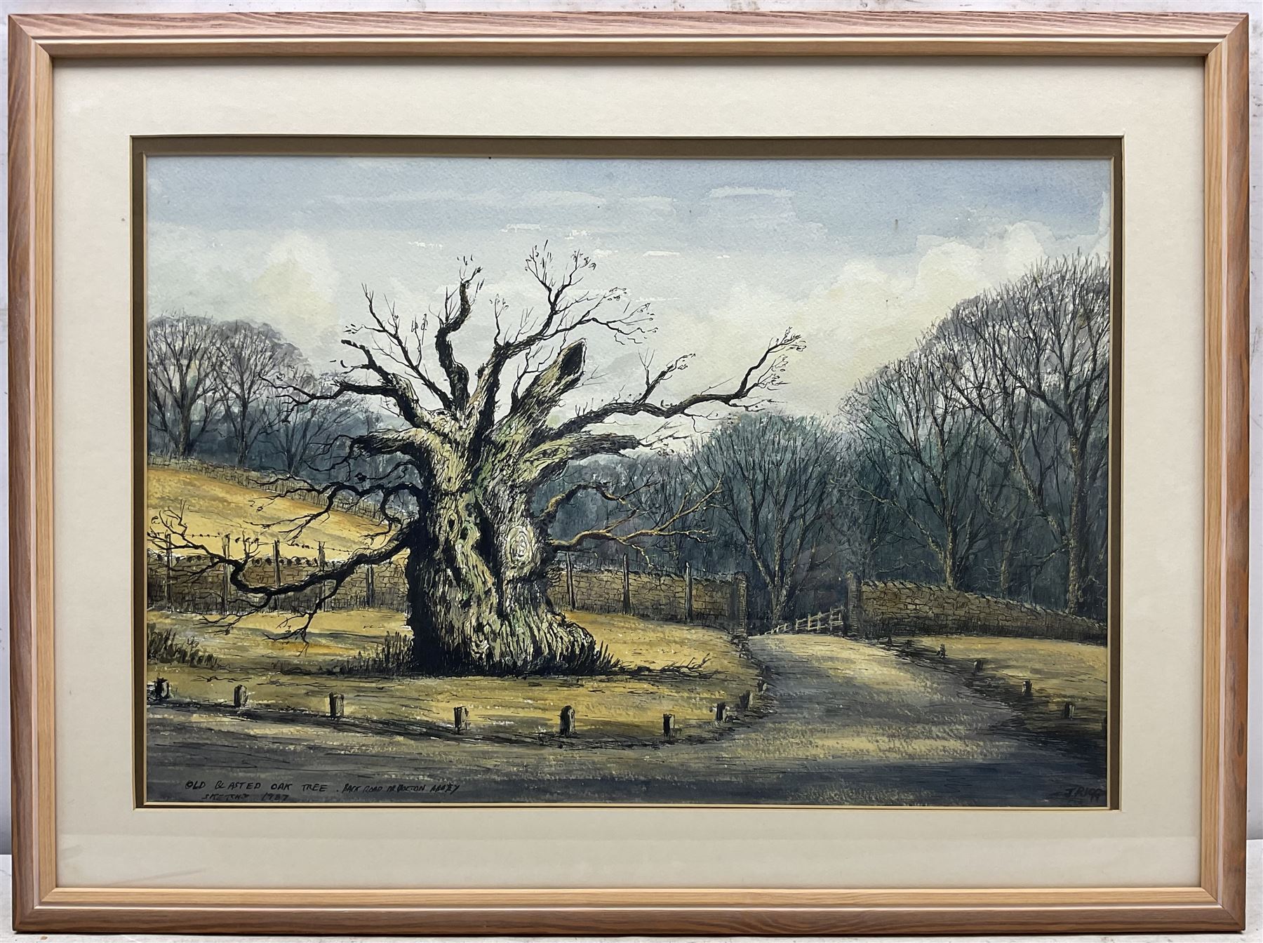 Jack Rigg (British 1927-2023): 'The Laund Oak' at Bolton Abbey, watercolour and ink signed inscribed and dated 1987, further inscribed verso 37cm x 55cm 
Notes: the Laund Oak was thought to be one of the oldest trees in England, being at least 700 years old but possibly older; it was sadly felled in a storm in January 2017.