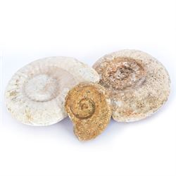 Three ammonite fossils of various sizes, age; Cretaceous period, location; Morocco, W27cm