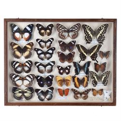 Entomology: Single glazed display of African butterflies, circa 20th century, single glaze...