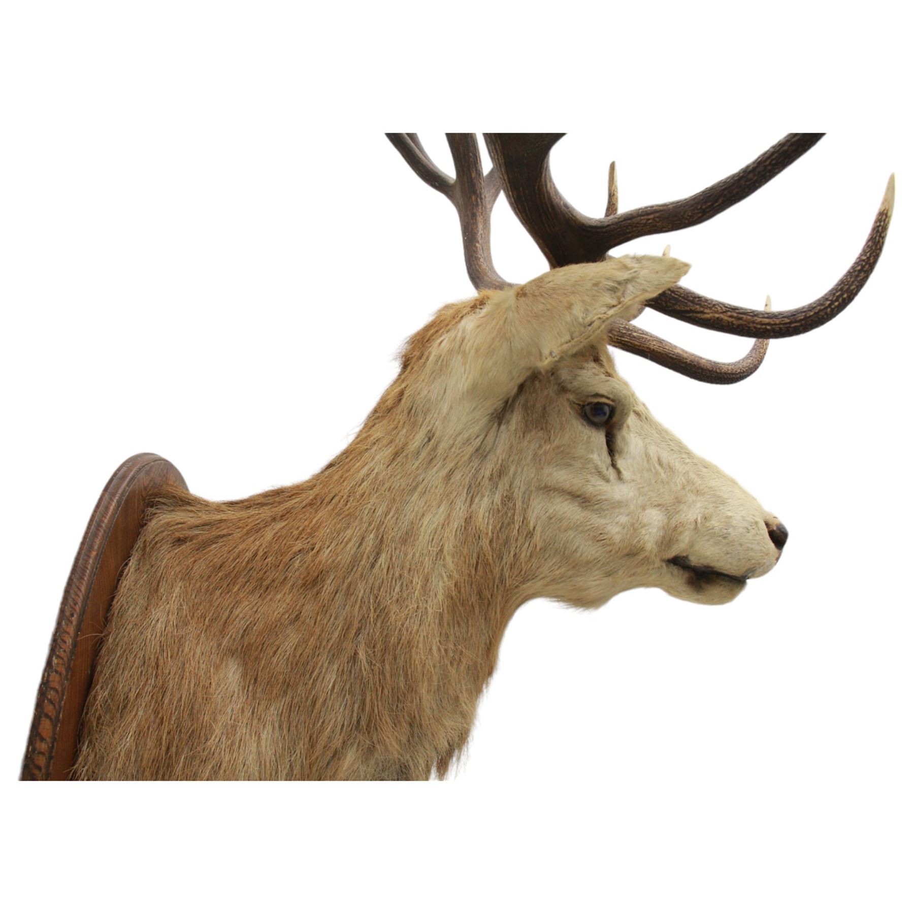 Taxidermy: Monarch Red Deer (Cervus elaphus), a large monarch stag shoulder mount looking straight ahead, 18 points (9+9), mounted upon a shaped oak shield