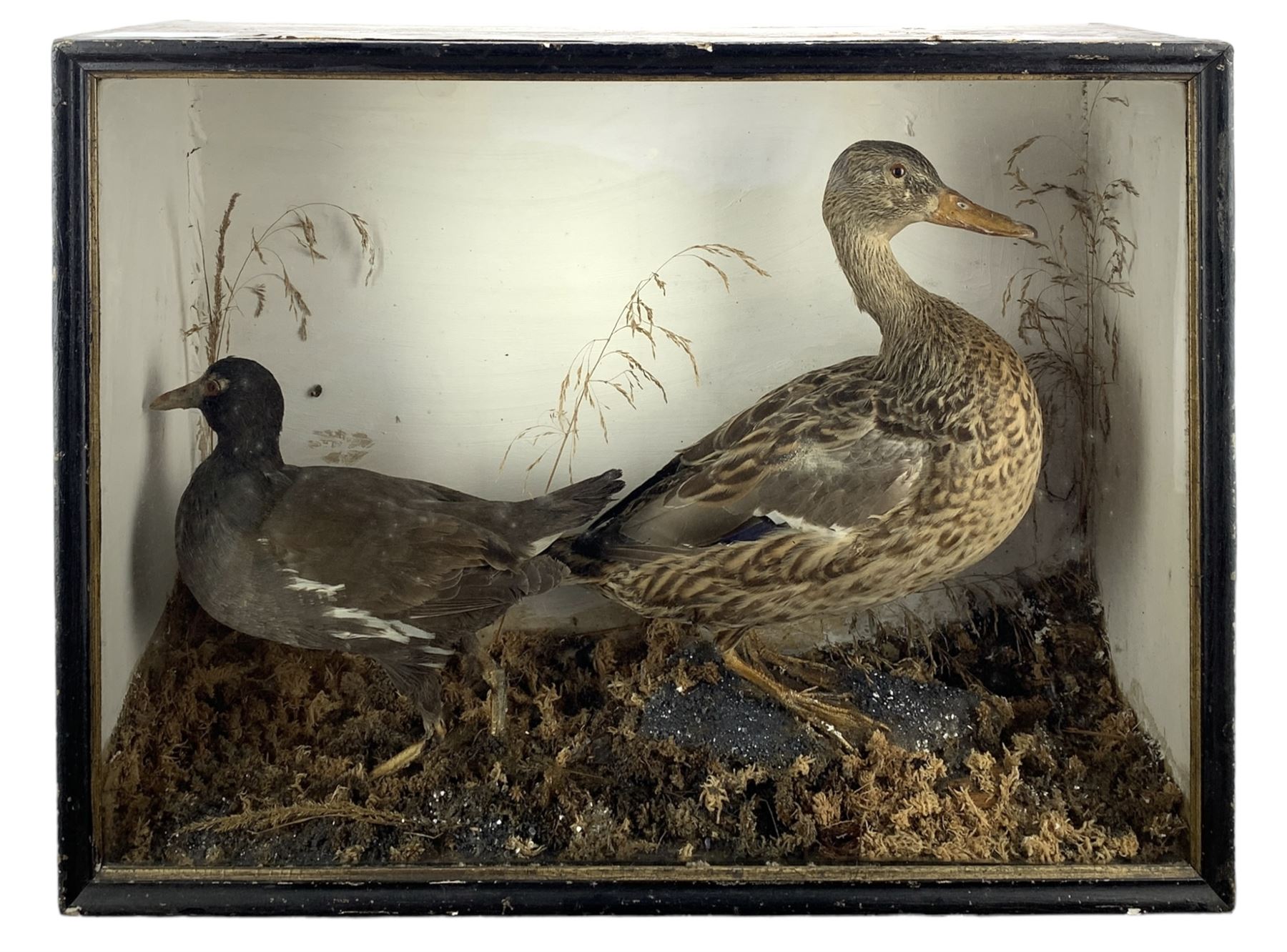 Taxidermy: Cased Moorhen (Gallinula chloropus) and female Mallard Duck (Anas platyrhynchos) and a cased group of British garden birds including Blue Tit, Coal Tit, Great Tit and Long Tailed Tit, both perched on naturalistic bases with painted back boards, in ebonised cases. H42cm, W56cm, D20cm and H46cm, W30cm, D12.5cm (2)