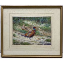 Richard Robjent (British 1937-): Pheasants and Butterfly, watercolour signed and dated '82, 25cm x 34cm