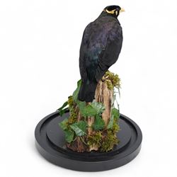 Taxidermy - Common Hill Myna (Gracula Religiosa), full adult male mount upon a tree stump, enclosed within a glass dome H40cm - UK Sale only