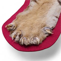 Taxidermy: Early 20th century Bengal Tiger skin rug (Panthera tigris tigris), adult female skin rug with head mount, the clawed limbs outstretched, the head with jaw agape and glass eyes, mounted upon red felt backing