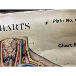 20th century Adam Rouilly anatomical diagram, 'American Frohse Anatomical Charts Edited Revised and Augmented by Max Brodel', on wooden scroll, approximately overall H158cm W108