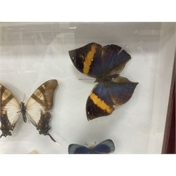 Entomology: Single glazed display of butterflies and moths, single glazed display containing twenty four specimens, including Papilip nireus, Papioio protenor, Morpho rhentenor, Vindula dejone etc, enclosed within a glazed entomology case, H50cm, W61cm