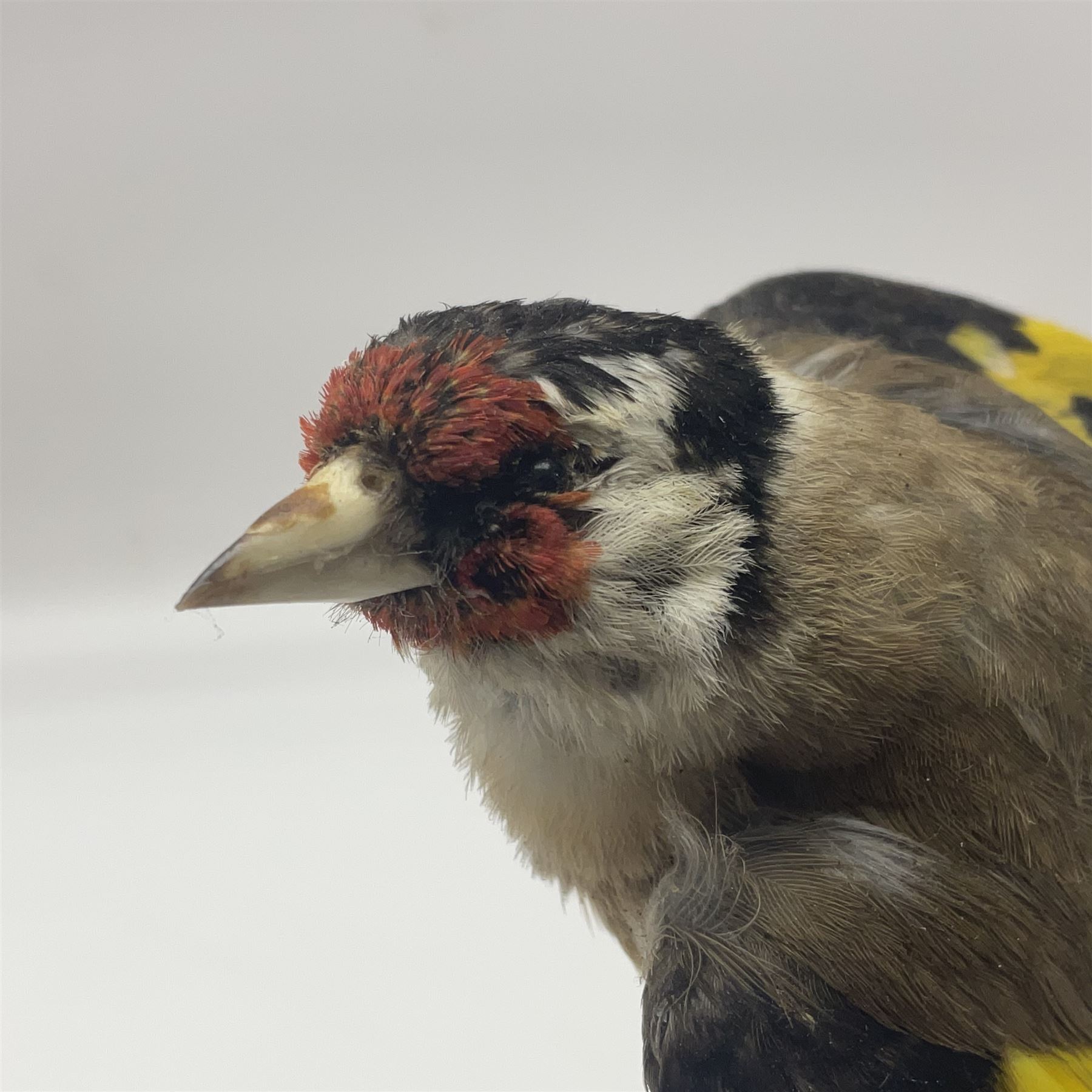 Taxidermy: European Goldfinch (Carduelis carduelis), on open display preparing to take flight, H21cm