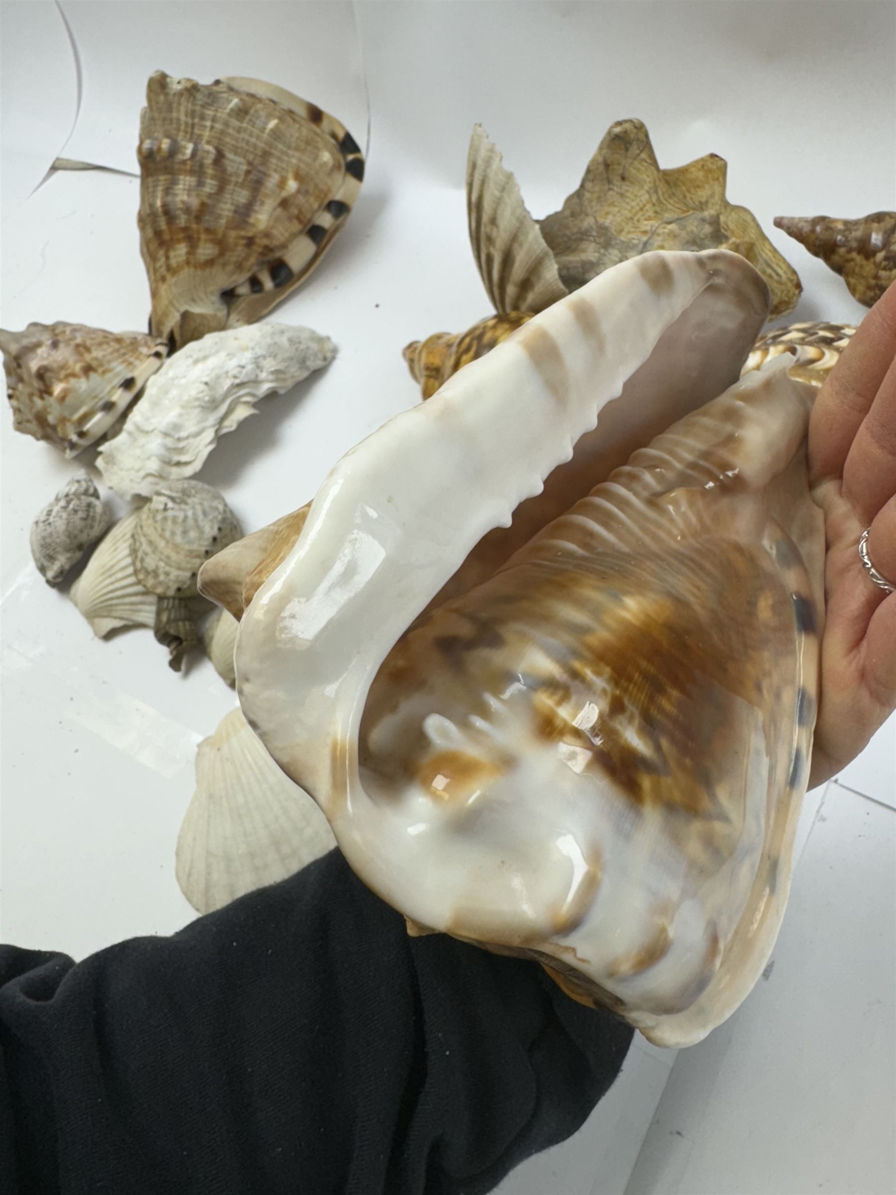 Conchology: selection of shells, including mother of pearl Turbo Marmaratus shell, Conch shells, Triton shell etc 